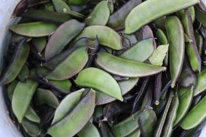 Royal Emperor Hyacinth Bean