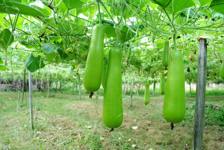 [GUIDE] Growing Bottle Gourd Seeds Indoors and Outdoors